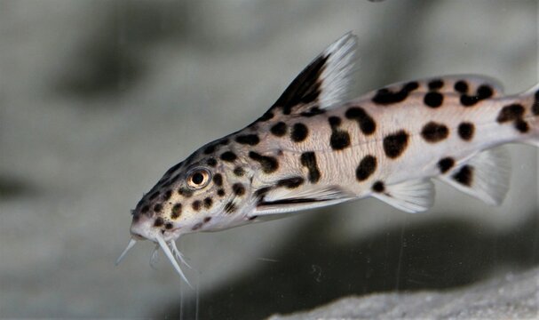 Synodontis Polly White Black and white catfish