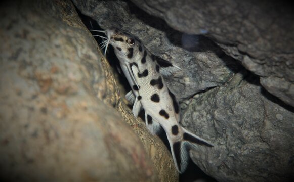 Synodontis Polly White Black and white catfish