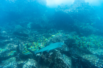 Fototapeta na wymiar reef whitetip shark in shallow water between rocks 