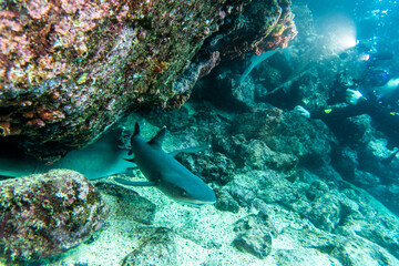 reef whitetip shark in shallow water between rocks 