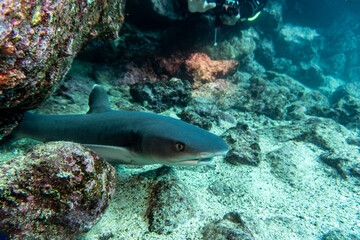 reef whitetip shark in shallow water between rocks 