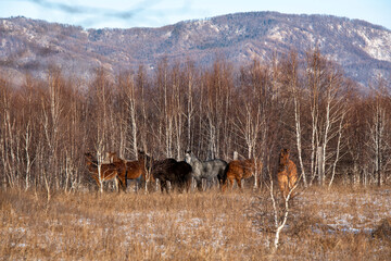 a herd of horses grazing in the winter in the forest against the backdrop of mountains