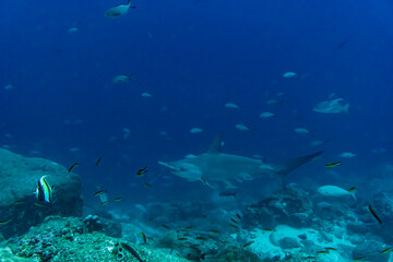 hammerhead sharks in warm currents in the Galapagos Islands - obrazy, fototapety, plakaty