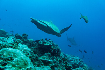 Obraz na płótnie Canvas big ocean turtle swims in the sea in blue water 