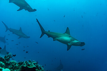 hammerhead sharks in warm currents in the Galapagos Islands 