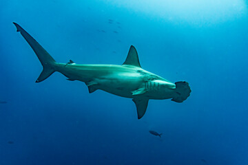 Fototapeta premium hammerhead sharks in warm currents in the Galapagos Islands 