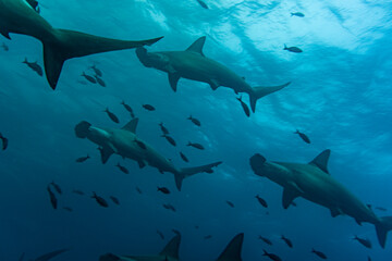 hammerhead sharks in warm currents in the Galapagos Islands  - obrazy, fototapety, plakaty