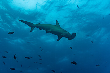 hammerhead sharks in warm currents in the Galapagos Islands 