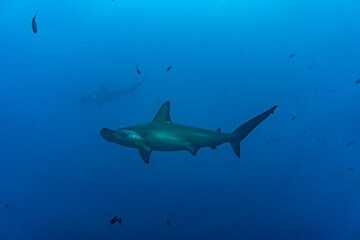 hammerhead sharks in warm currents in the Galapagos Islands 