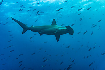 hammerhead sharks in warm currents in the Galapagos Islands 
