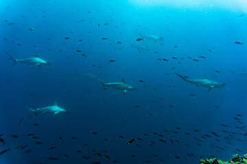 hammerhead sharks in warm currents in the Galapagos Islands 