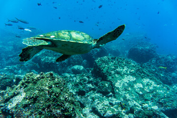 big ocean turtle swims in the sea in blue water 