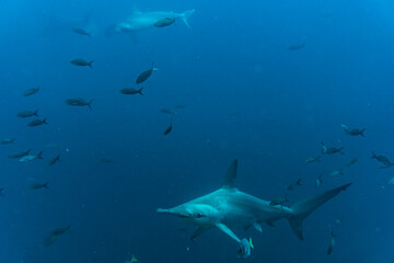 hammerhead sharks in warm currents in the Galapagos Islands 