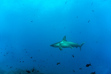 hammerhead sharks in warm currents in the Galapagos Islands 