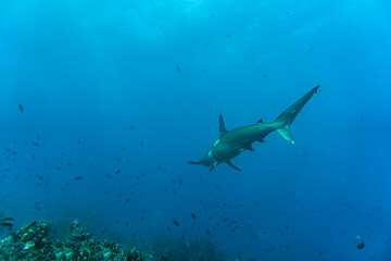 Naklejka na ściany i meble hammerhead sharks in warm currents in the Galapagos Islands 