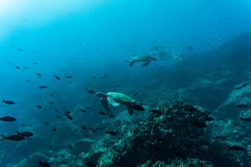Fototapeta na wymiar hammerhead sharks in warm currents in the Galapagos Islands 