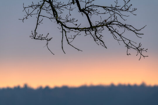 Silhouette von schwarzen &Auml;sten eines Baumes vor orangem Abendhimel