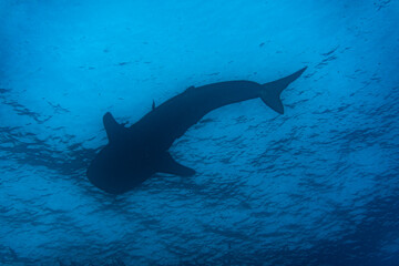a large whale shark swims near the surface of the water in the warm Galapagos currents
