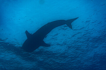a large whale shark swims near the surface of the water in the warm Galapagos currents