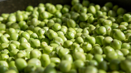 green pea giving the sun