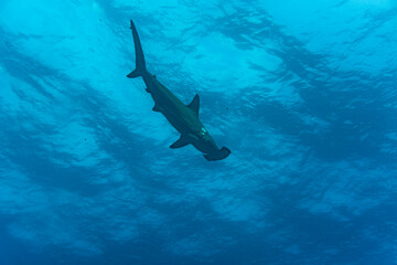 Obraz premium hammerhead sharks in warm currents in the Galapagos Islands 