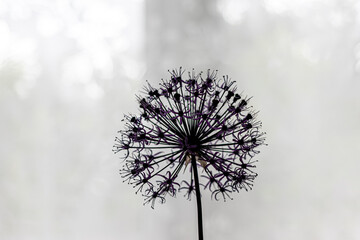 Contrasting silhouette of the onion-batun flower on a blurry background