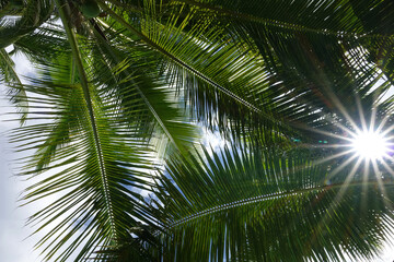 Obraz na płótnie Canvas Gros plan sur les feuilles des palmiers de l'île de la Réunion