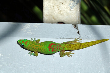 Lézard vert de Manapany sur l'île de la Réunion
