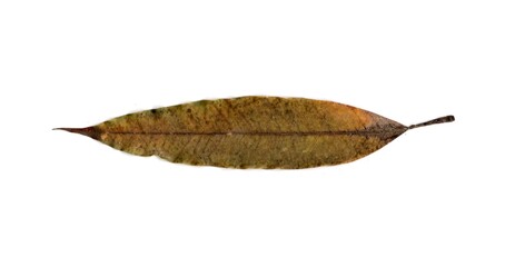 leaf isolated on white background