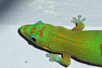 Lézard vert de Manapany sur l'île de la Réunion