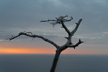 Dry tree with the sea in the background at sunset