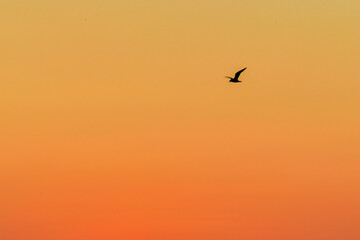 Fototapeta na wymiar 일출 하늘의 새, sunrise, bird