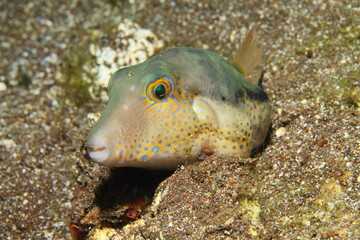 Small fish in their habitat: the sand