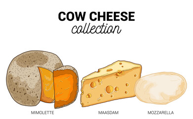 Cow Cheese Types Collection Colorful Hand Drawn Illustration Set