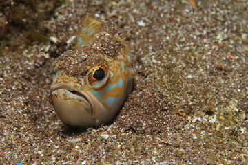 Small fish in their habitat: the sand