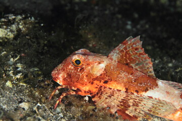 Obraz na płótnie Canvas reddish fish on the sand at the bottom of the sea at night