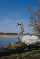 Fototapeta premium swan 