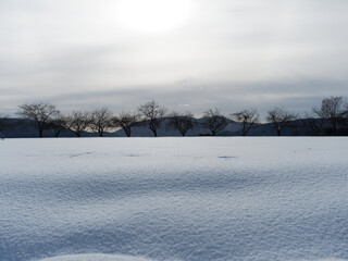 Obraz premium やわらかなグラテーションの雪景色