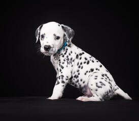 Dalmatian Puppy