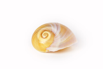 Sea shell on white background, focus on spiral, shallow depth of field macro photography