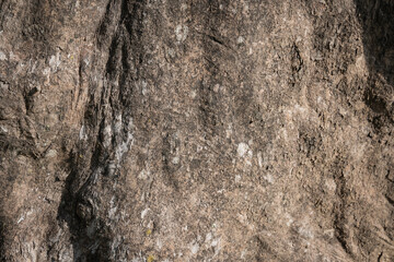 Beleric myrobalan or Terminalia Bellirica tree it is a herbal medicinal plant used to make traditional Thai medicine.