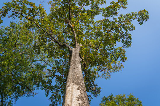 Beleric myrobalan or Terminalia Bellirica tree it is a herbal medicinal plant used to make traditional Thai medicine.