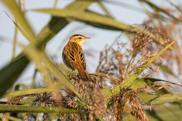 Aquatic warbler (Acrocephalus paludicola) in reeds in different poses 
