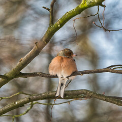 one cold chaffinch on a tree at a sunny and frosty winter day
