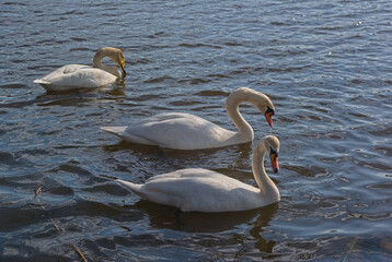 Fototapeta premium swan 