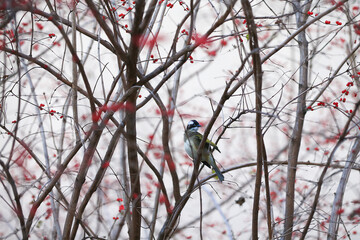 Chinese bulbul bird，Stay on the branches