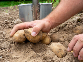Close-up of fresh potatoes dug out of the ground in the hands. A shovel in the background. The concept of harvesting