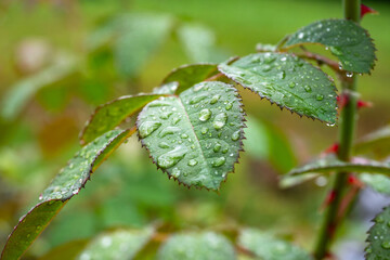 Close-up of green foliage strewn with drops of water after rain. Green natural background. Side view