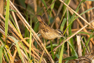 Aquatic warbler (Acrocephalus paludicola) in reeds in different poses 