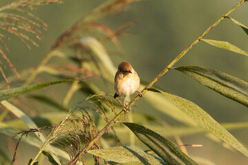 Great reed warbler ( Acrocephalus arundinaceus) in reeds in different poses